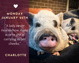 Life With Pigs Daily Animal Calendar 2027