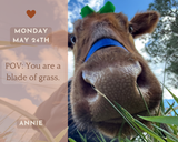 Life With Pigs Daily Animal Calendar 2027